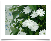 Green Burtterfly with white flowers